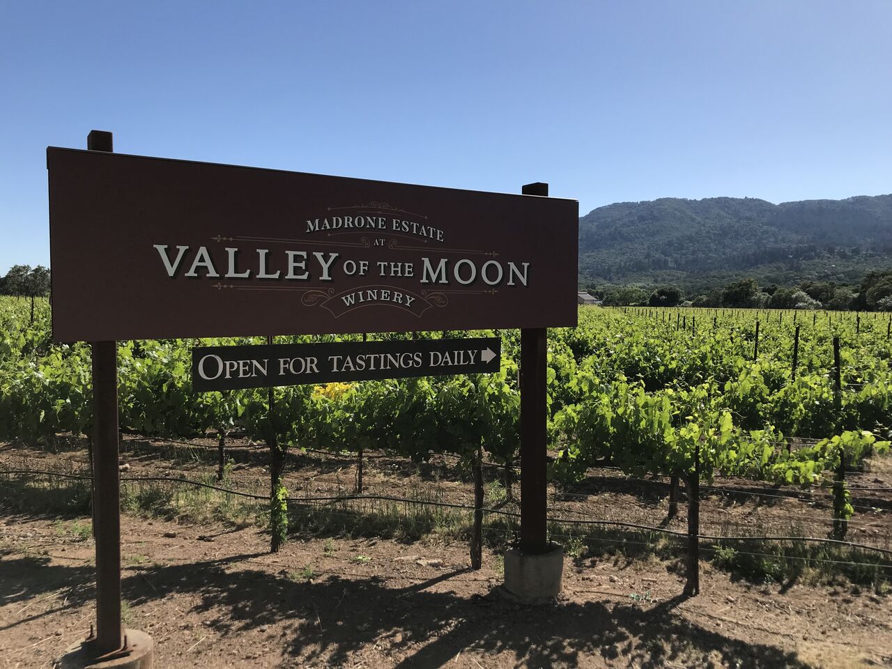 Post-and-panel roadside sign at a vineyard edge reading Madrone Estate at Valley of the Moon Winery with a lower rail reading Open For Tastings Daily